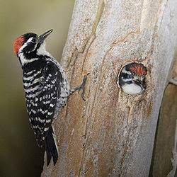 Pájaro carpintero