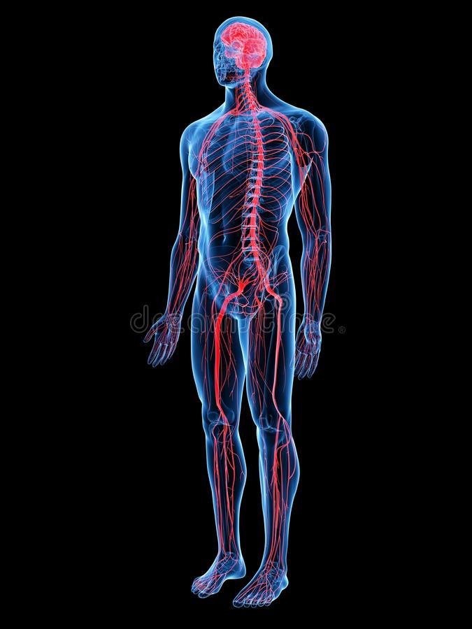 Efectos en el cuerpo humano de la energía electromagnética