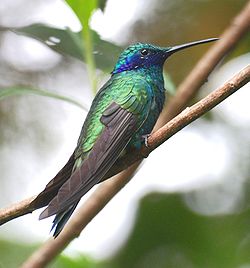 Colibrí