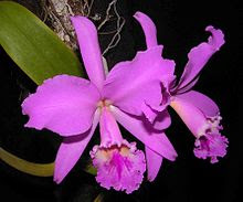 Orquídea