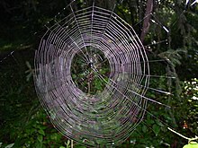 Telaraña de Araneidae