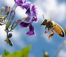 Abeja doméstica