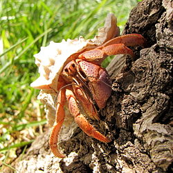 Ermitaño caribeño